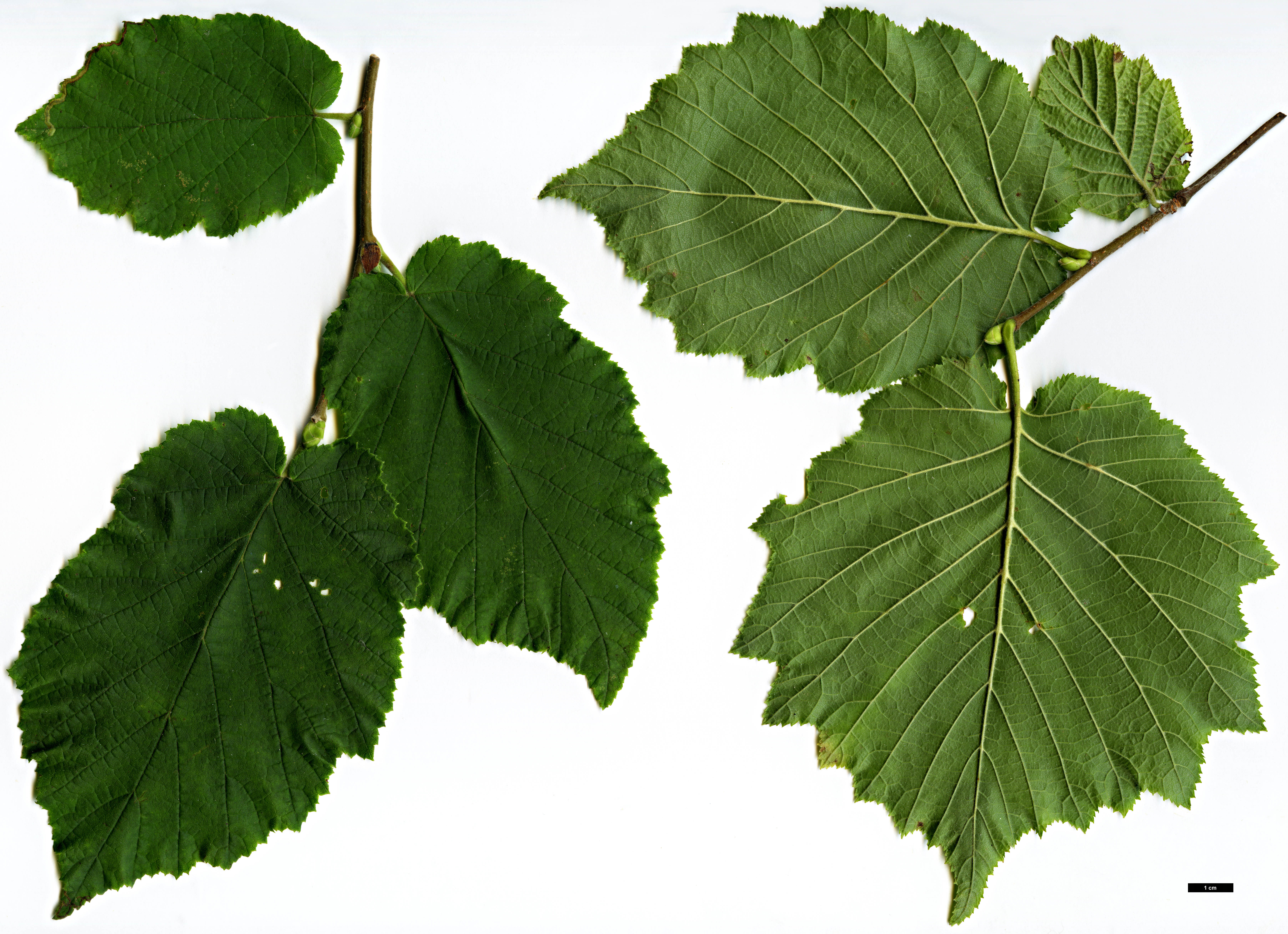 High resolution image: Family: Betulaceae - Genus: Corylus - Taxon: avellana - SpeciesSub: var. pontica